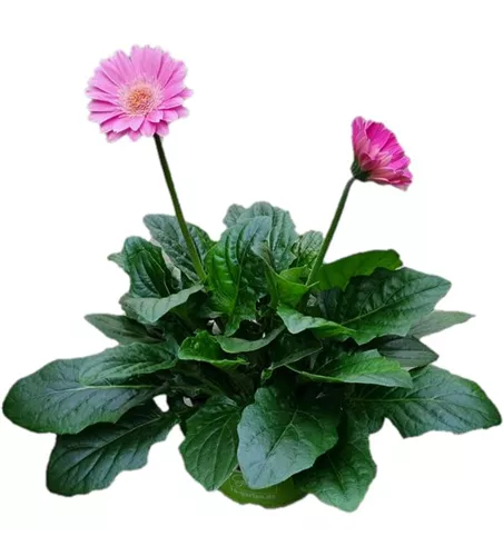 Gerbera 'Garvinea'® Rosa
