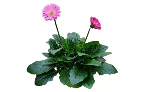 Gerbera 'Garvinea'® Rosa