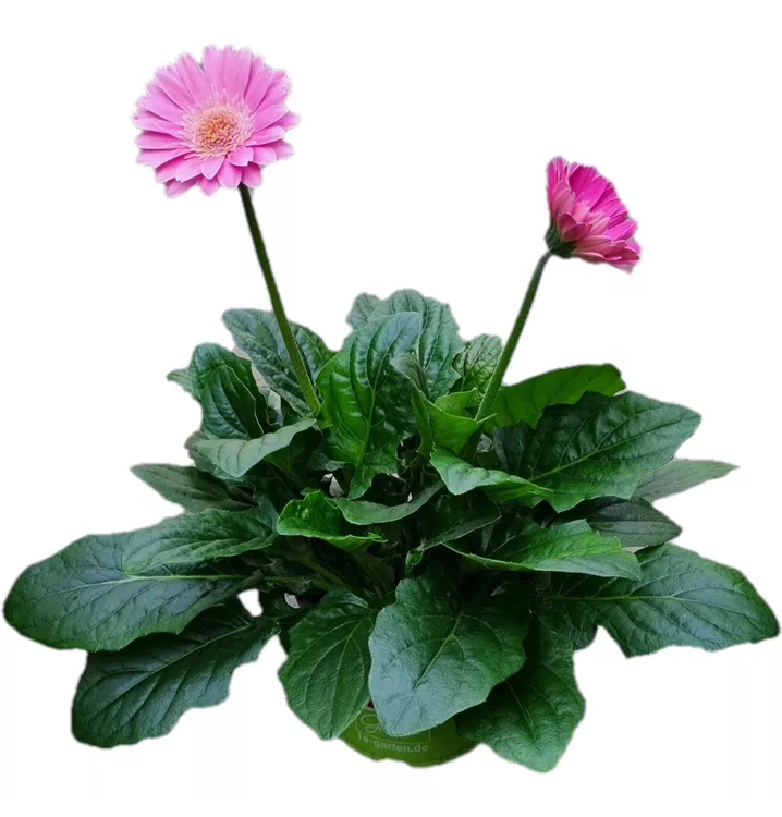 Gerbera Garvinea®