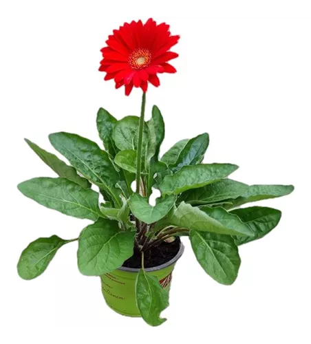 Gerbera 'Garvinea'® Rot