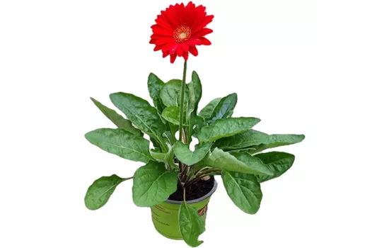 Gerbera 'Garvinea'® Rot