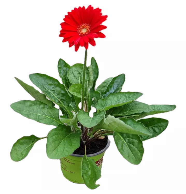 Gerbera Garvinea®