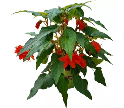 Begonia BELLECONIA™ 'Hot Orange'
