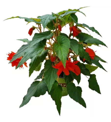 Begonia BELLECONIA™ 'Hot Orange'