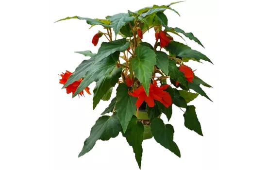 Begonia BELLECONIA™ 'Hot Orange'