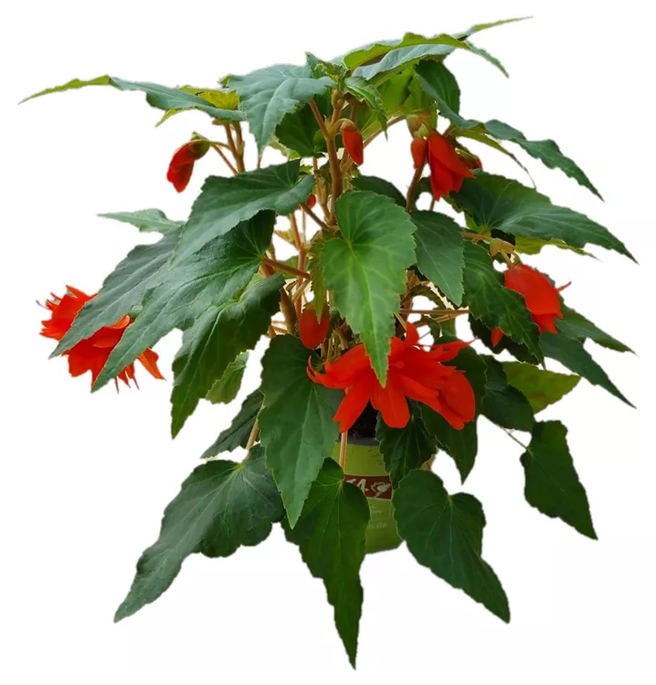 Hängebegonie BELLECONIA™ 'Hot Orange'