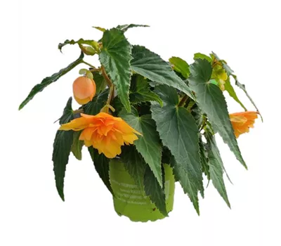 Begonia BELLECONIA™ 'Mango'