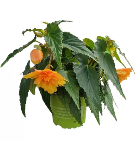 Begonia BELLECONIA™ 'Mango'
