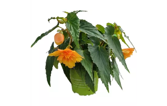 Begonia BELLECONIA™ 'Mango'