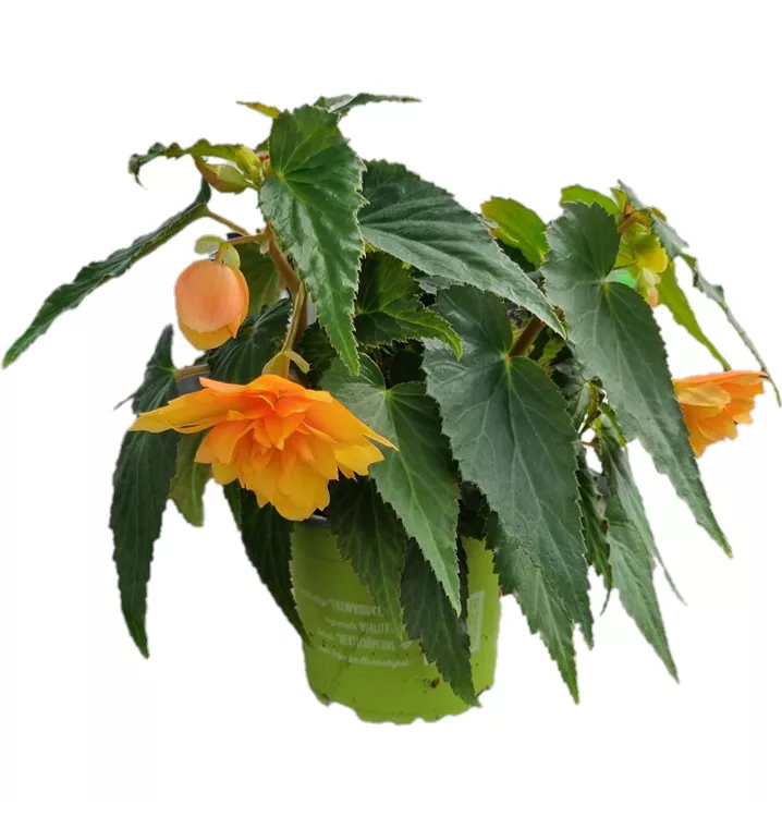 Hängebegonie BELLECONIA™ 'Mango'