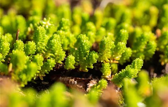 Sedum acre 'Yellow Queen'