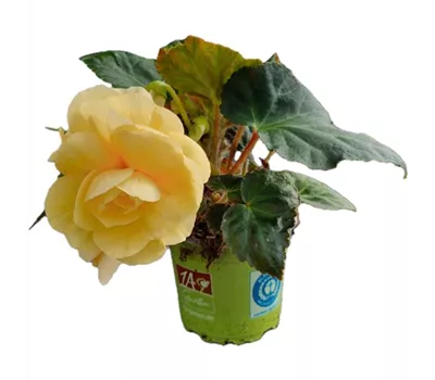 Begonia x tuberhybrida 'Rosana® Champagner'