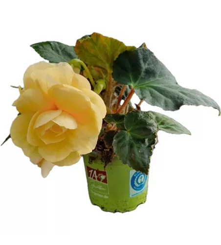 Begonia x tuberhybrida 'Rosana® Champagner'