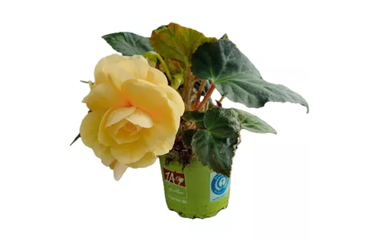 Begonia x tuberhybrida 'Rosana® Champagner'