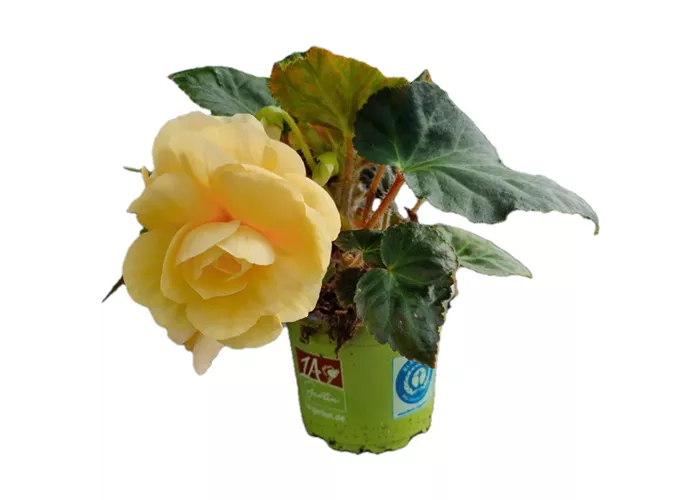 Begonia x tuberhybrida 'Rosana® Champagner'