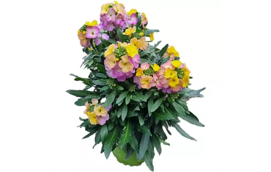 Erysimum cheiri 'Winter Carnival'