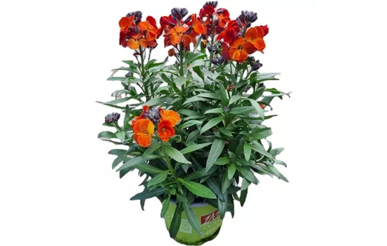 Erysimum cheiri ´Winter Flame´