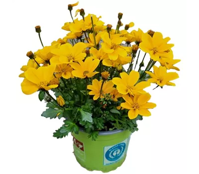 Bidens ferulifolia 'Golden Empire'