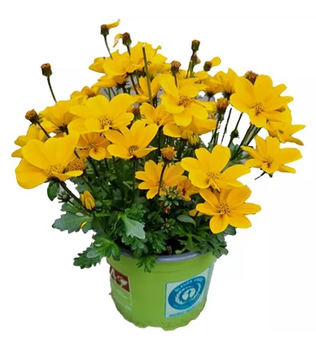 Bidens ferulifolia 'Golden Empire'