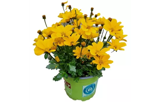 Bidens ferulifolia 'Golden Empire'