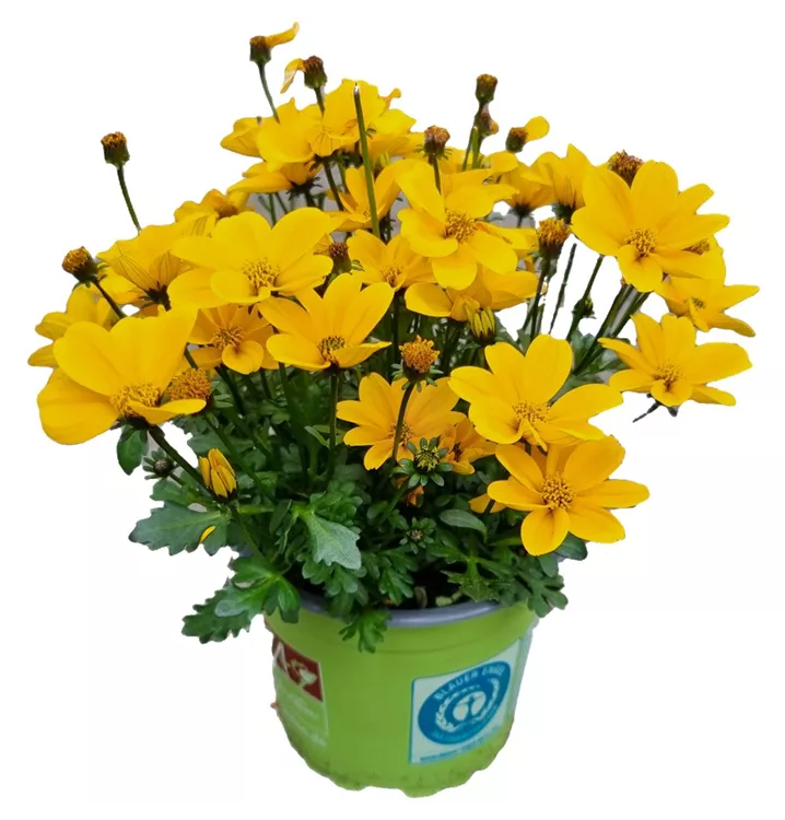 Goldmarie 'Golden Empire'