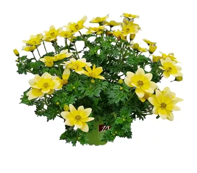 Bidens ferulifolia 'Taka Tuka® M White & Yellow'