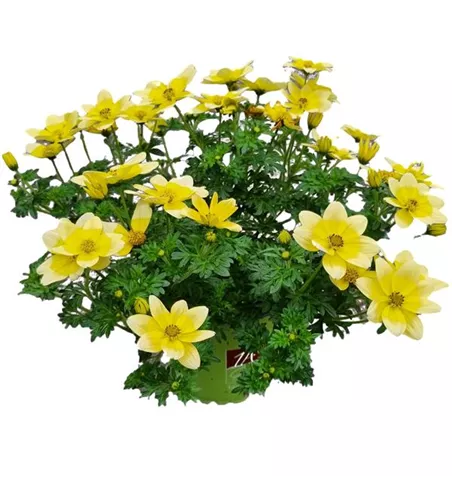 Bidens ferulifolia 'Taka Tuka® M White & Yellow'