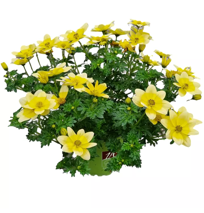 Goldmarie 'Taka Tuka® M White & Yellow'