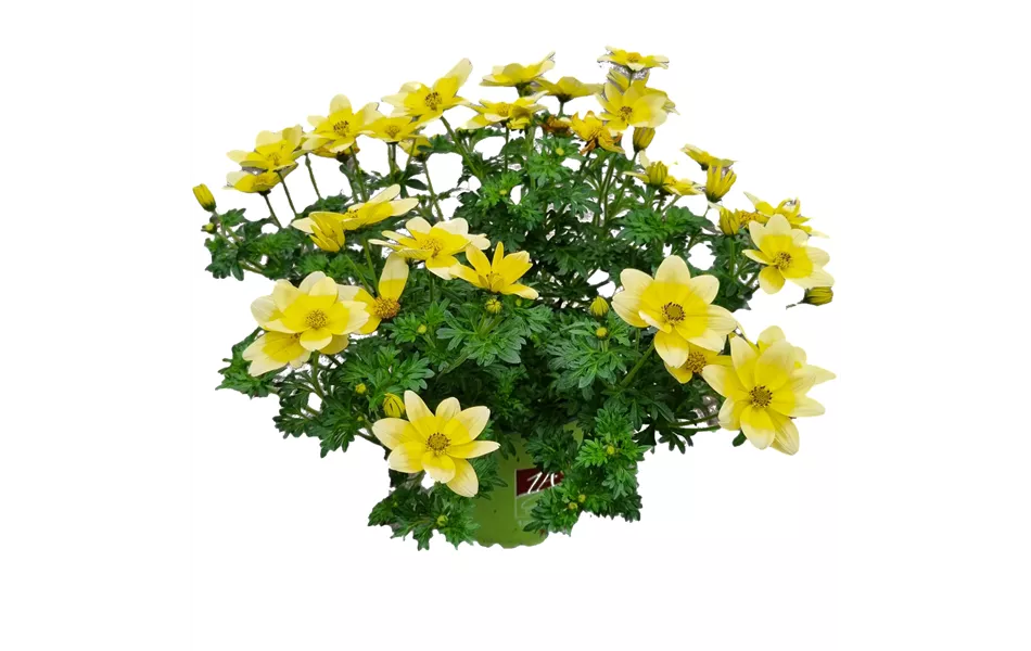 Bidens ferulifolia 'Taka Tuka® M White & Yellow'