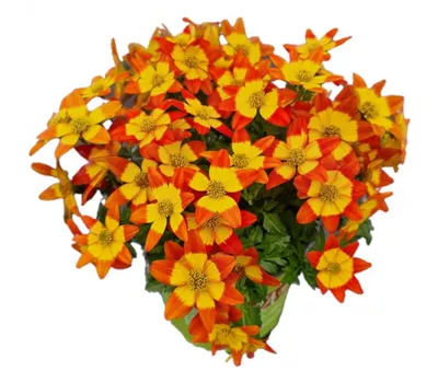 Bidens ferulifolia 'Eldoro® Red Nails'