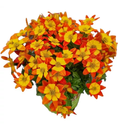 Bidens ferulifolia 'Eldoro® Red Nails'