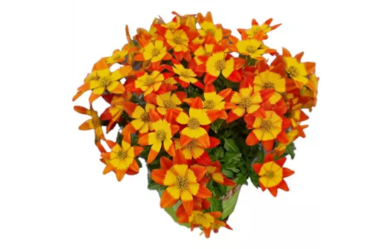 Bidens ferulifolia 'Eldoro® Red Nails'