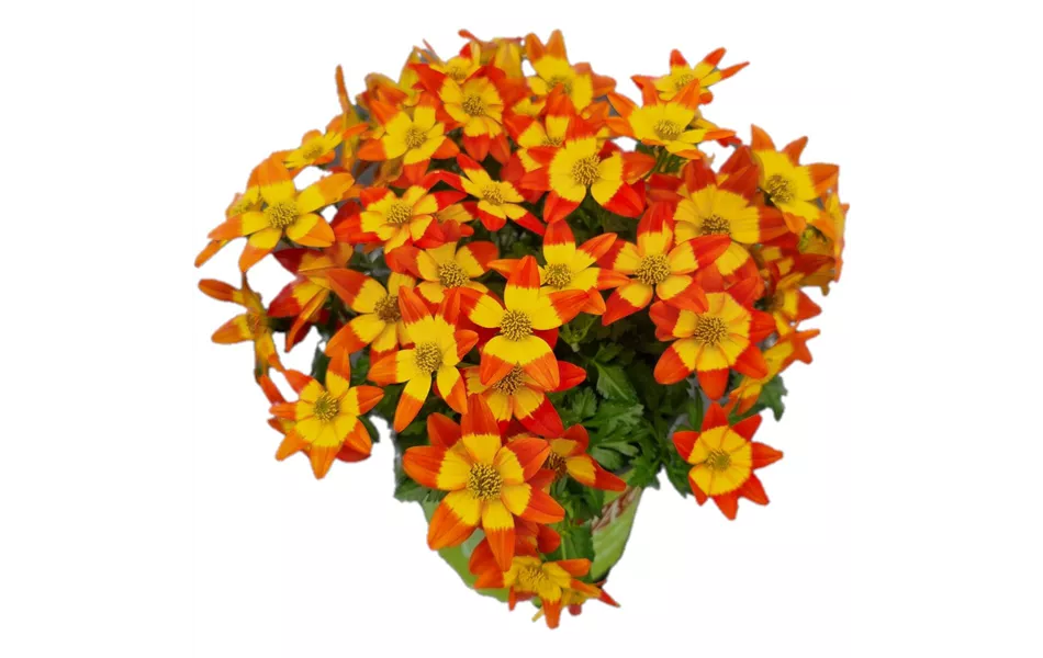Bidens ferulifolia 'Eldoro® Red Nails'