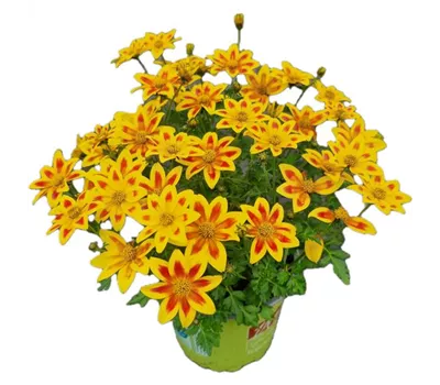 Bidens ferulifolia 'Eldoro® Yellow Red Star'