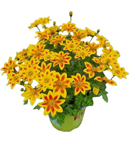 Bidens ferulifolia 'Eldoro® Yellow Red Star'