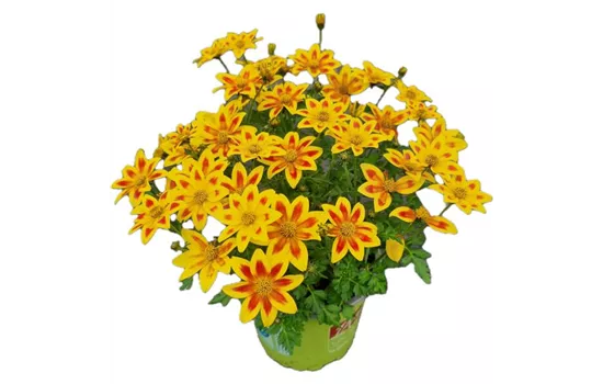 Bidens ferulifolia 'Eldoro® Yellow Red Star'