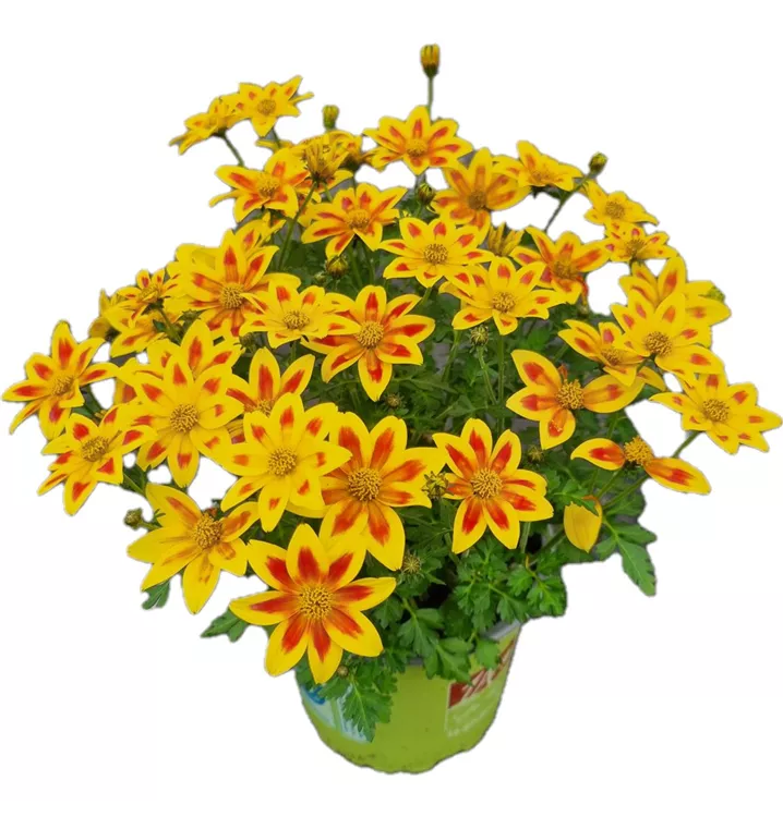 Goldmarie 'Eldoro® Yellow Red Star'