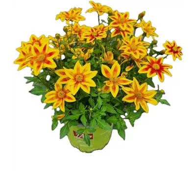 Bidens ferulifolia 'TIMELESS® Blazing Star'
