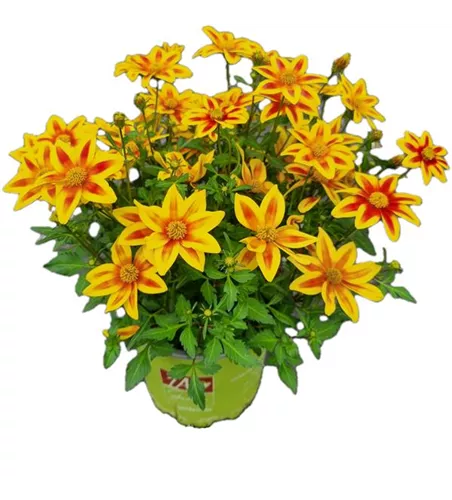 Bidens ferulifolia 'TIMELESS® Blazing Star'