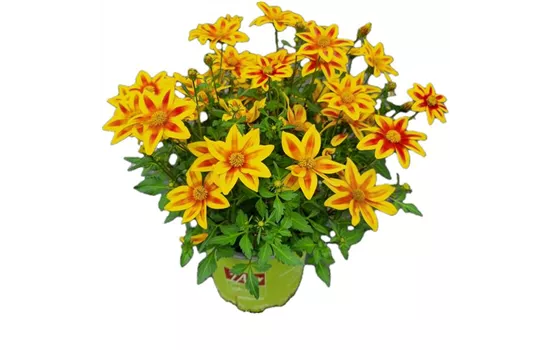 Bidens ferulifolia 'TIMELESS® Blazing Star'