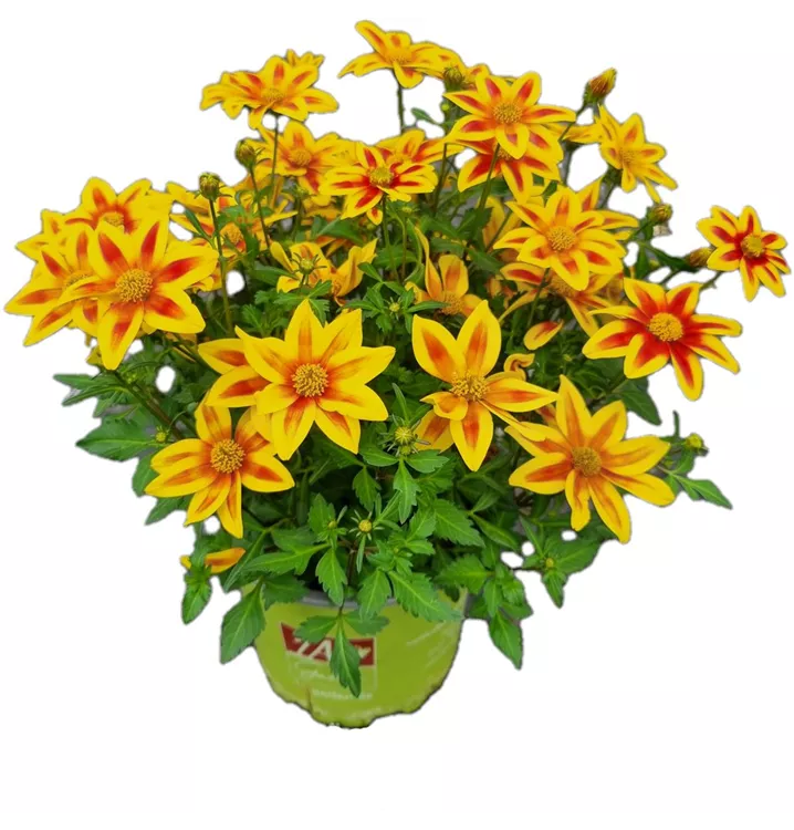 Goldmarie 'TIMELESS® Blazing Star'