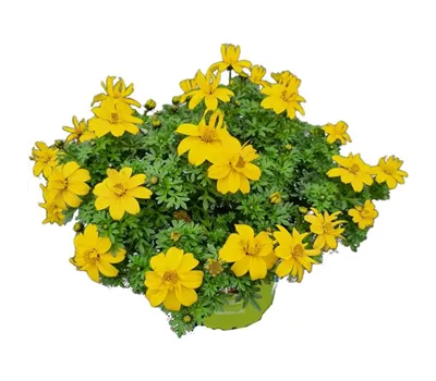 Bidens Solaire Semidouble Compa