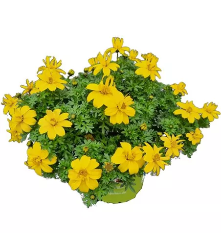 Bidens Solaire Semidouble Compa