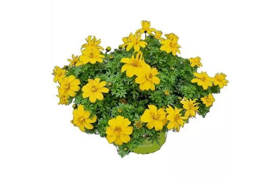 Bidens Solaire Semidouble Compa