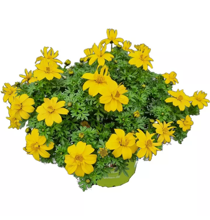 Balkongold