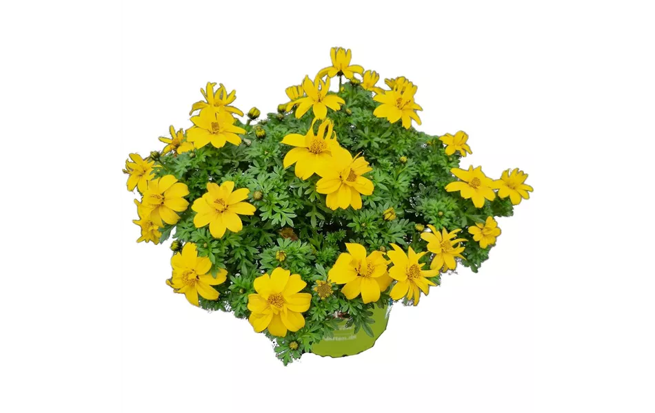 Bidens Solaire Semidouble Compa