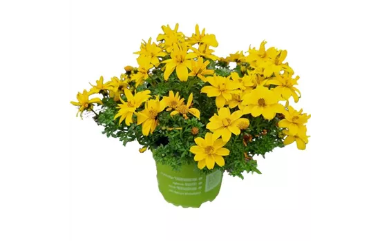 Bidens ferulifolia 'Yellow Sunshine'®