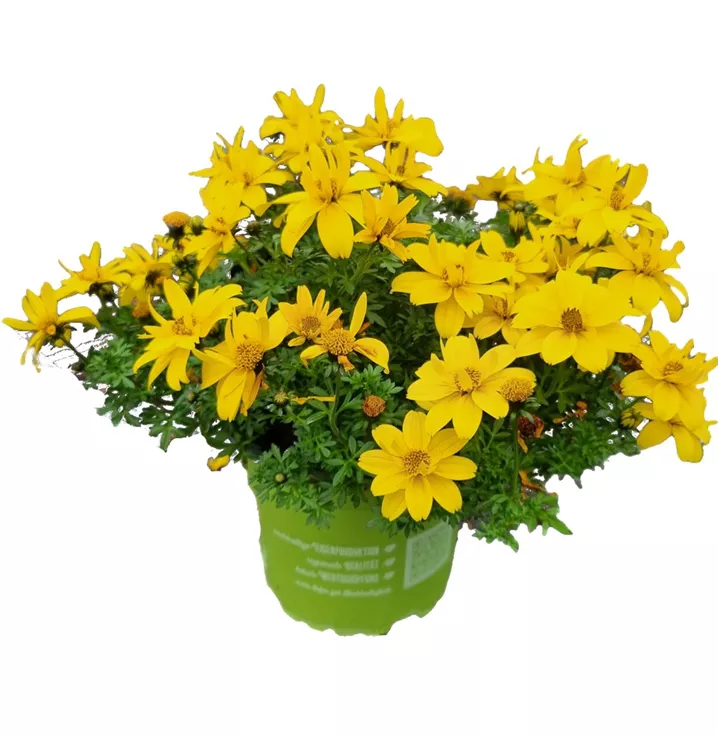 Goldmarie 'Yellow Sunshine'®
