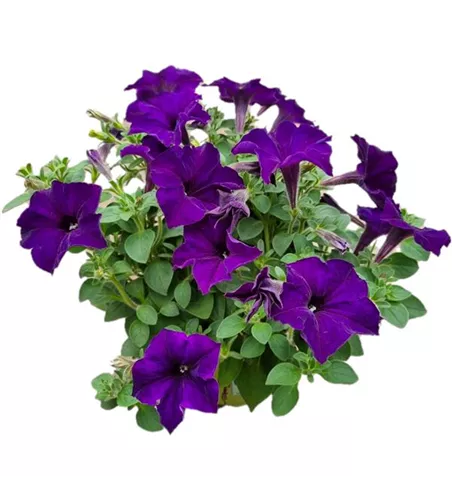 Petunia 'Surprise Cobalt Blue'