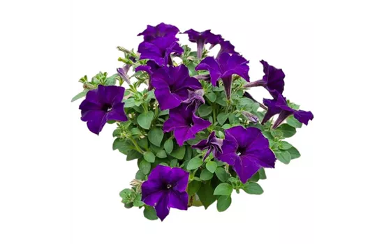 Petunia 'Surprise Cobalt Blue'